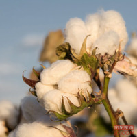 ffcd1e7dc793a636-w_200